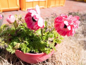 ピンクの花　240307 (1 - 1)